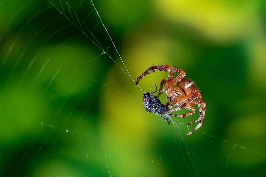 edderkop, bytte, spindelvæv, edderkoppespind, edderkoppesilke, arachnid, dyr, natur