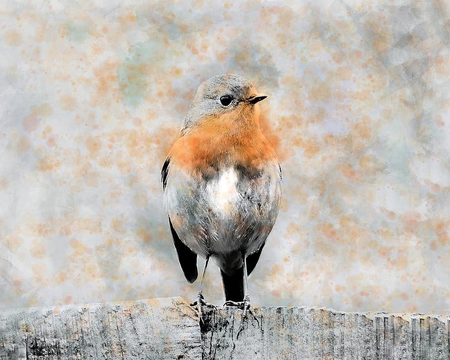 Robin, pájaro, pintura, posado, animal, plumas, plumaje, pico, cuenta, observación de aves, ornitología