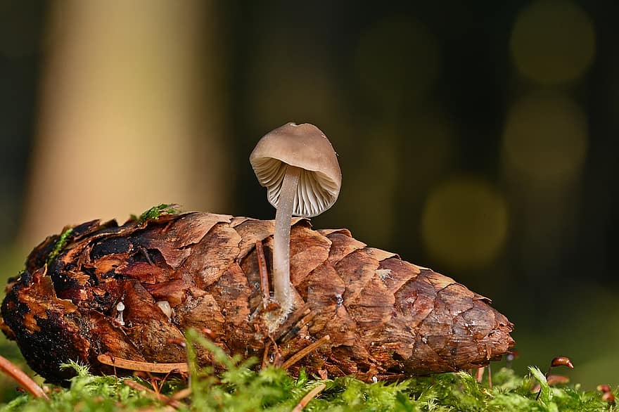 маленький гриб, шишка, симбиоз, грибок, лес, мох, зима, крупный план, осень, время года, завод