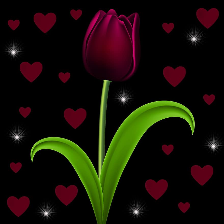 tulipán, černé pozadí, srdce, romantický
