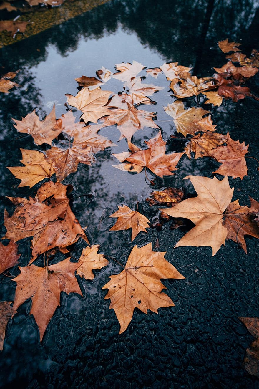 ruduo, lapai, vanduo, šlapias, lapija, rudens lapai, rudens lapija, rudens spalvos, rudens sezonas, rudenį lapija, rudenį lapai