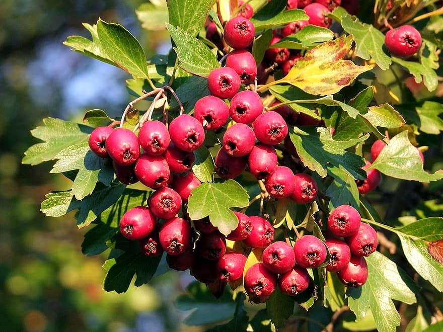 Hawthorn, Berries, Crataegus Oxyacantha L, Healthy, Heart Friendly, Red, Bush, Fruits, Nature, Leaves, Branch