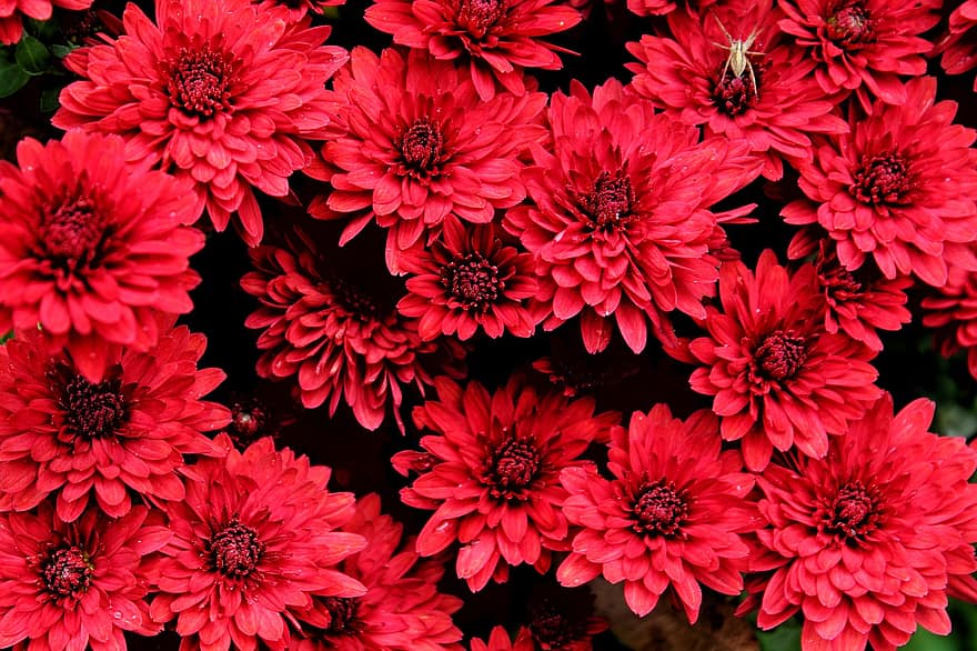 chrysanten, bloemen, rode bloemen, tuin-, bloemblaadjes, rode bloemblaadjes, bloeien, bloesem, flora, planten