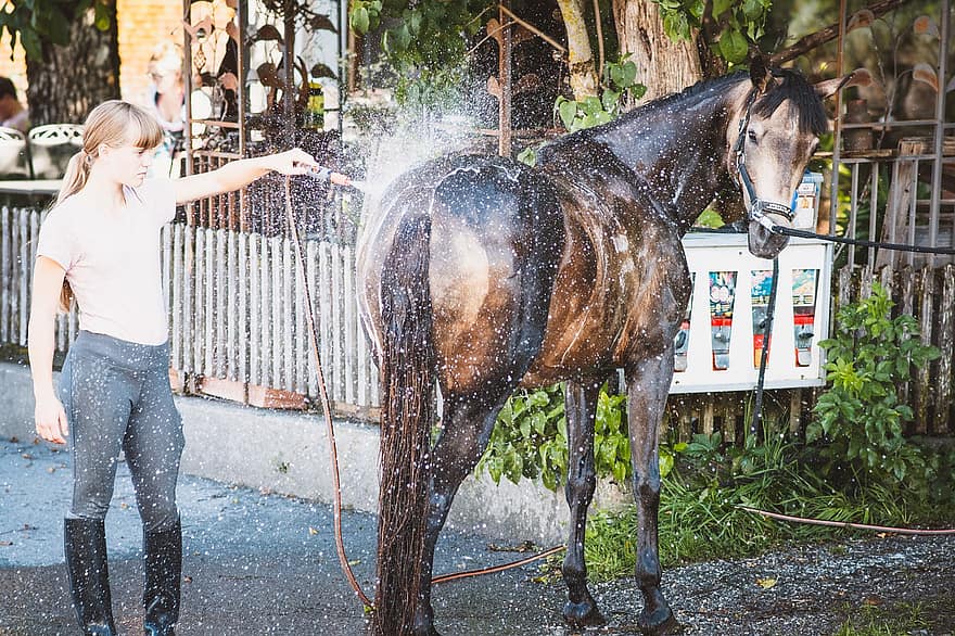 cavall, mànega d'aigua, rentar, poni, animal, equí, aigua, noia, dona, cura, cura dels cavalls