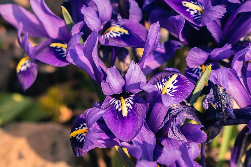 Iris reticolato, fiori, piante, petali, fioritura, fiorire, fresco, flora, floreale, natura, crescita