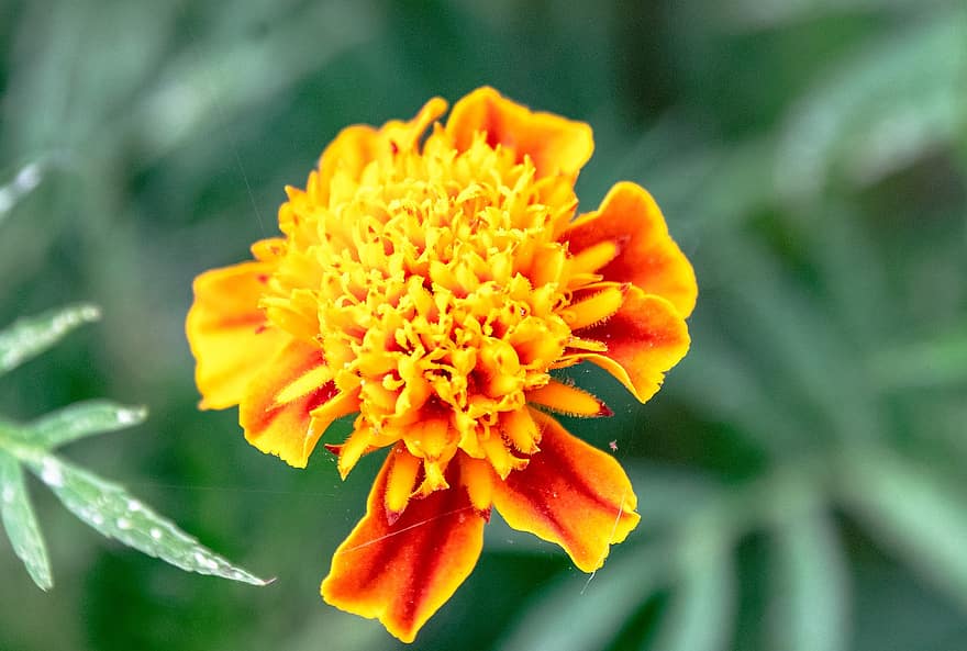 blomst, morgenfrue, potten marigold, tæt på, forår, flora, vækst, kronblade, botanik, flor