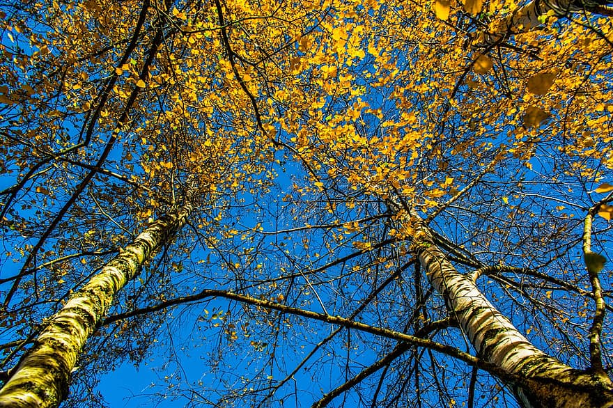 природа, деревья, осень, время года, падать, березы, на открытом воздухе