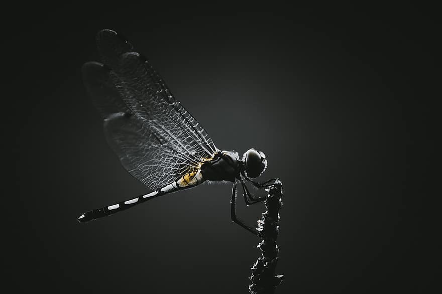 libelulă, insectă, aripi, înaripat, dragonfly aripi, macro, a închide, iluminare din spate, izolat, faună