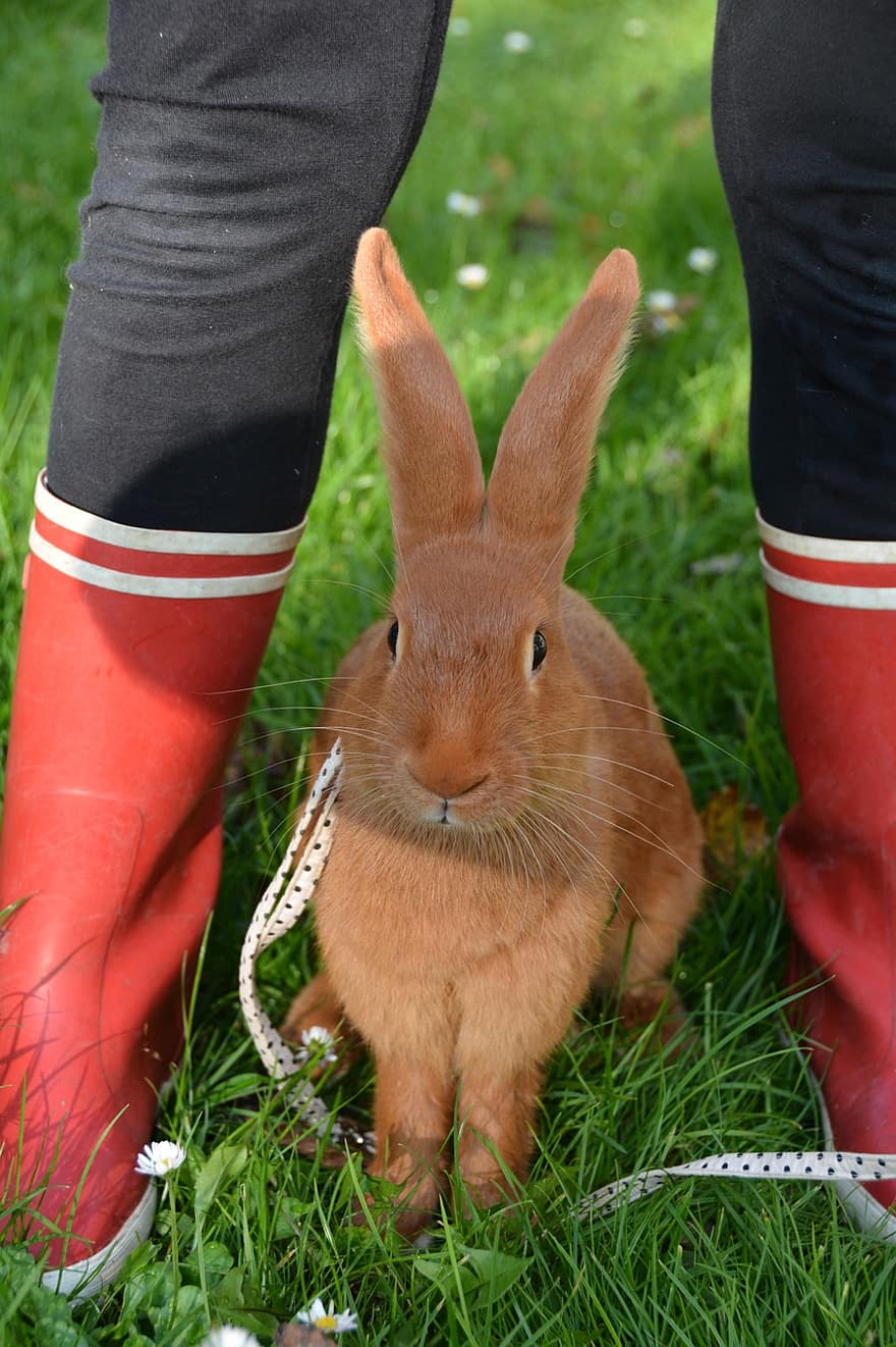 tavşan, bot ayakkabı, Bahçe, çimen, kırmızı çizmeler, lastik çizme, bacaklar, Evcil Hayvan, yerli tavşan, kürk