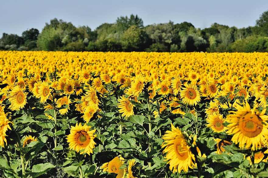 Sunflower Field, Sunflower, Bud, Blossom, Bloom, Petals, Yellow, Plant, Flower, Flora