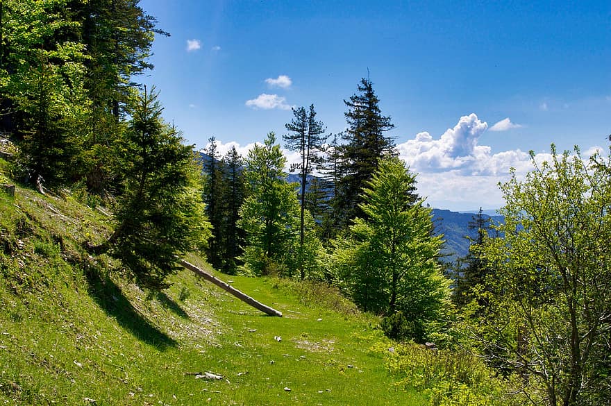 bjerg, træer, sti, Skov, hældning, skov, landskab, natur, Haute-Savoie