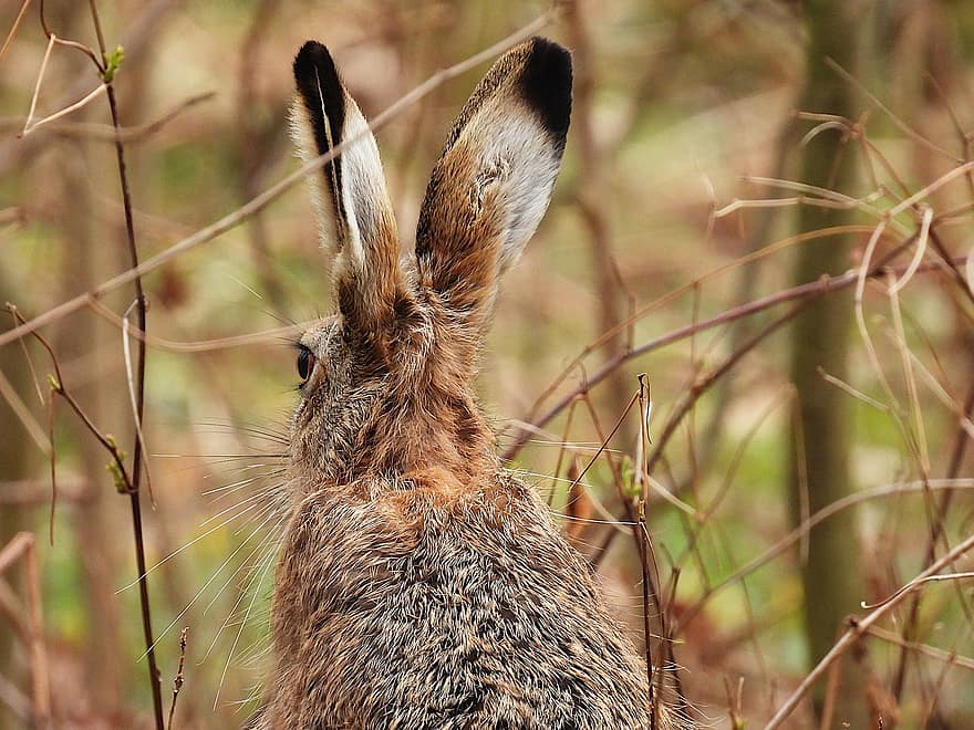 Hare, Animal, Lepus Europaeus, Wildlife, Ears, Mammal, Hair, Nature, cute, grass, rabbit