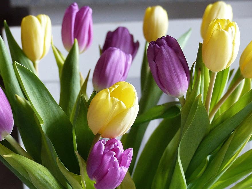 tulipaner, blomster, bukett, lilla tulipaner, gule tulipaner, blader, blomst, vår, dekorative