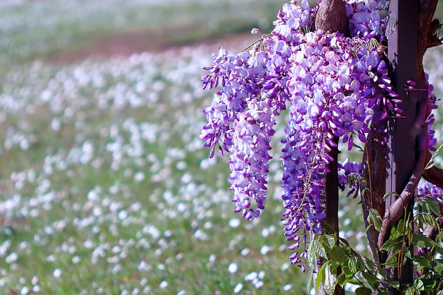 wisteria, violetinės gėlės, gėlės, pievos, pobūdį, žydintys augalai, laipiojimo augalai, pavasario gėlės, flora, botanika, augalai
