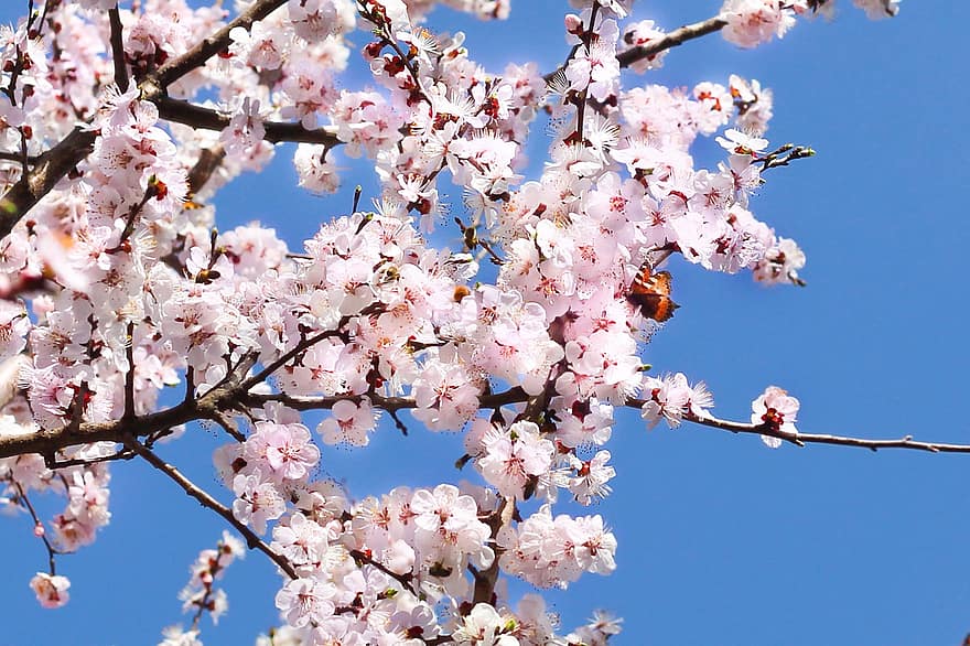 The Cherry Blossoms, Spring, Flowers, Cherry, Bloom, Pink Flowers, Branch, Tree, Nature, springtime, flower