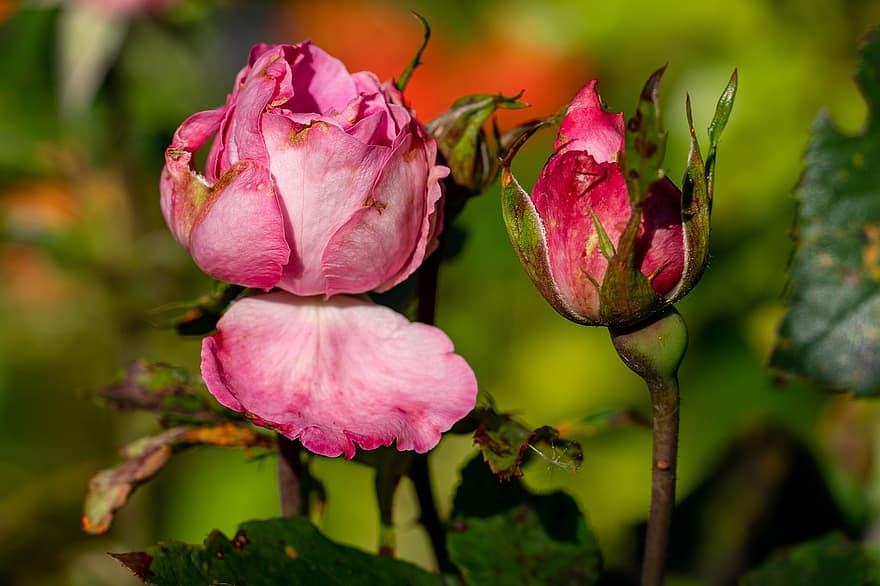 Rose, rose rosa, boccioli di fiori, fiori che sbocciano, fiori, natura, giardino, piante, avvicinamento, fiore, pianta