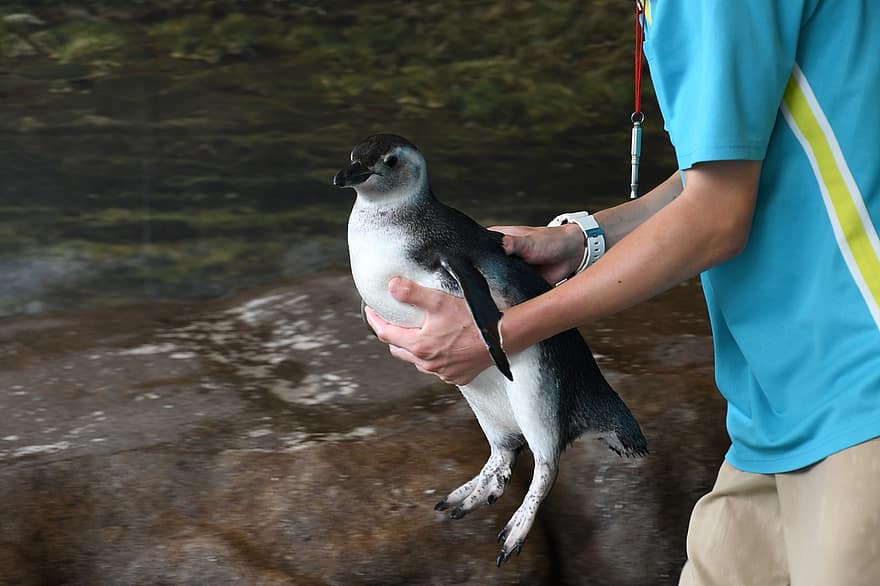 Pinguin, Kind, Aquarium, tragen