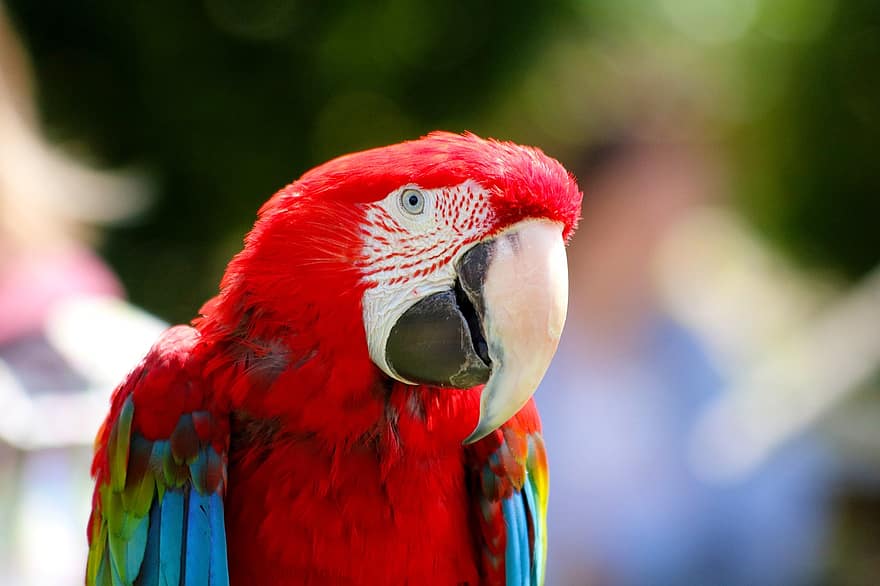 Parrot, Bird, Feather, Beak, Ara, Colorfull, Detail, View, Exotic