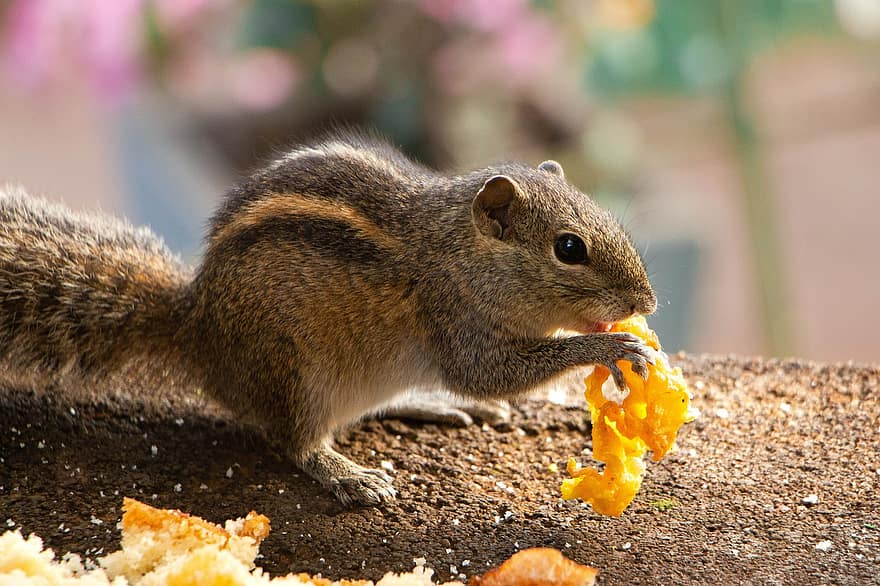 esquirol, esquirol de palmera, pelut, criatura, mamífer, menjar, vida salvatge, bonic, naturalesa, poc, Sri Lanka