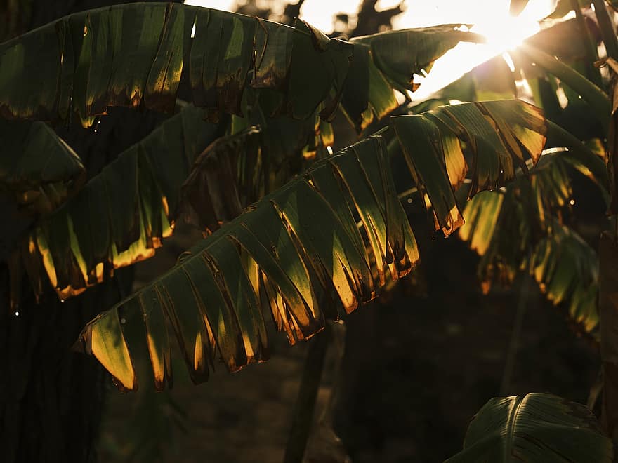 banane, feuilles, la nature, arbre, plante, lumière du soleil, ensoleillé, tropical