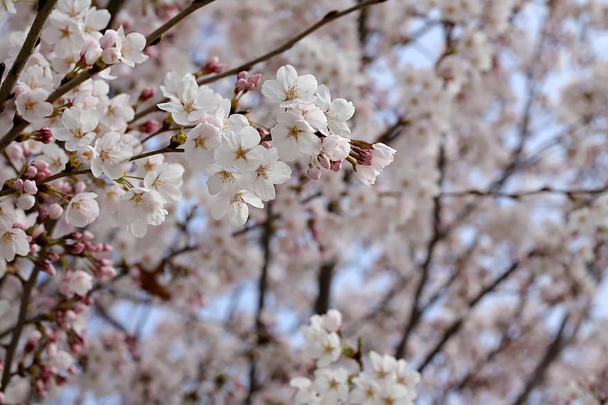 Cherry Blossoms, Sakura, Pink Flowers, Flowers, Nature, Close Up, Spring, springtime, branch, flower, close-up