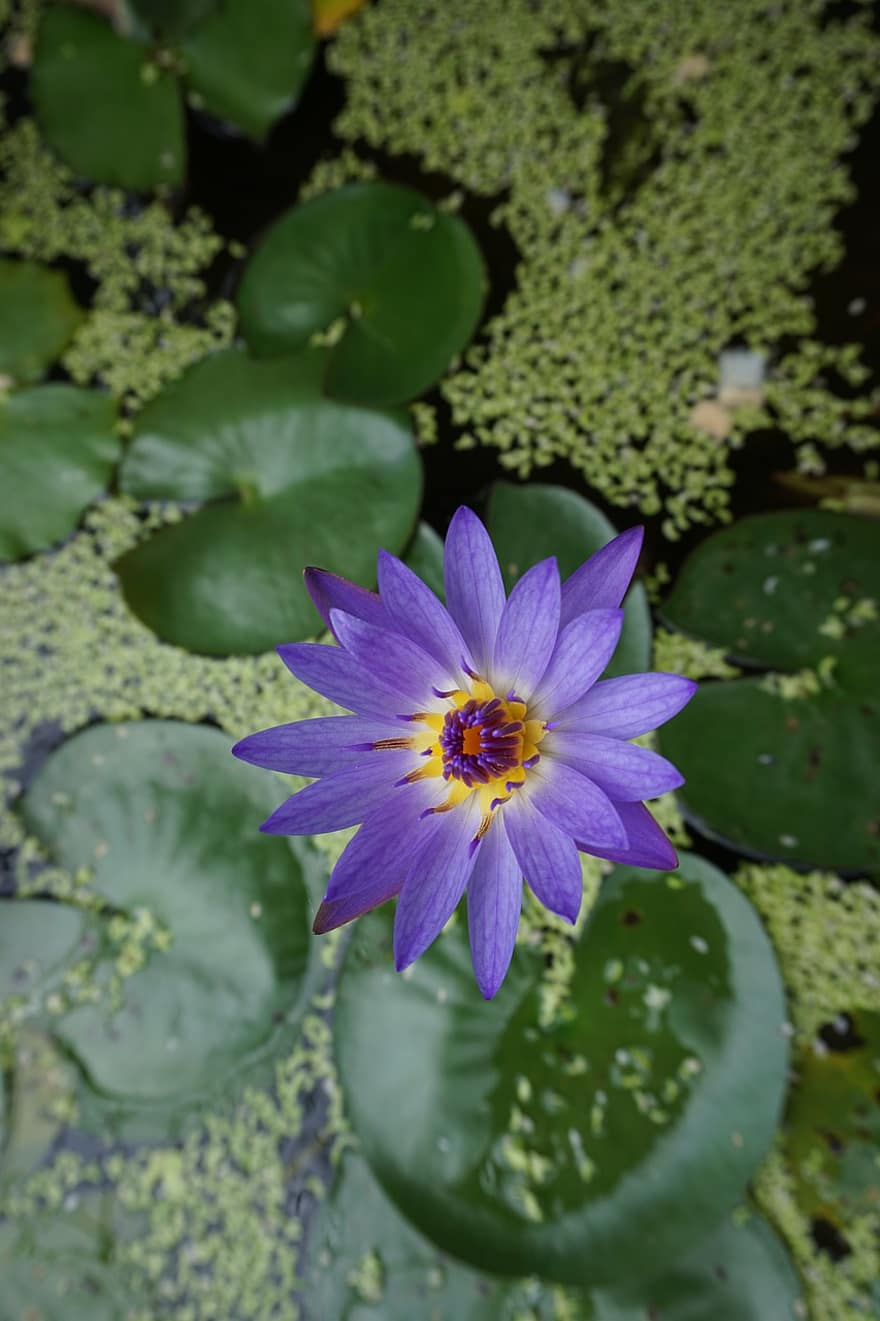 vandens lelija, lotosas, tvenkinys, violetinė gėlė, gėlė, pobūdį