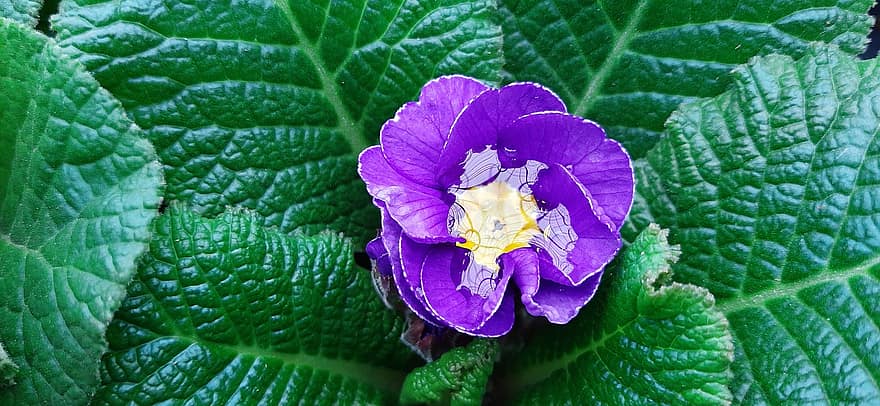 Primrose, Flower, Purple Flower, Garden, Purple Petals, Petals, Bloom, Blossom, Flora, Plant, Nature