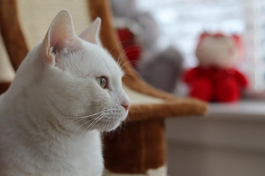 kaķis, pet, dzīvnieku, balts kaķis, mājas kaķis, kaķi, zīdītāju, gudrs, burvīgs, portrets