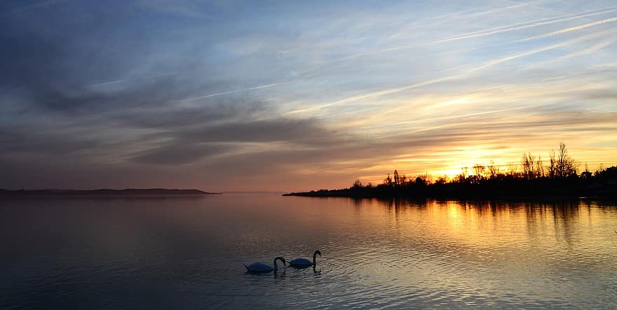 自然、白鳥、日没、バラトン湖、湖、鳥、屋外