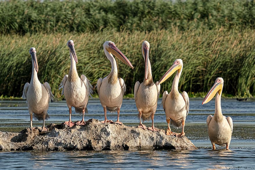 Lielie baltie pelikāni, putnu vērošana, Danubedelta, Rumānija, Mahmudija, Carasuhatarea, Putnu grafika, putni, Boatrips, saglabāšanu, ekoloģija