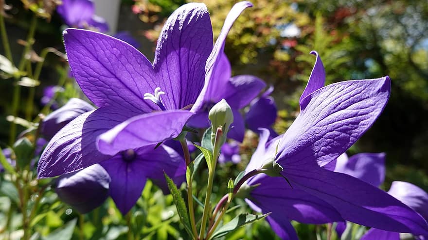 цветок, лепестки, Воздушный шар колокол, Platycodon Grandiflorus, пурпурный, Флора, сад, цветение, пыльца