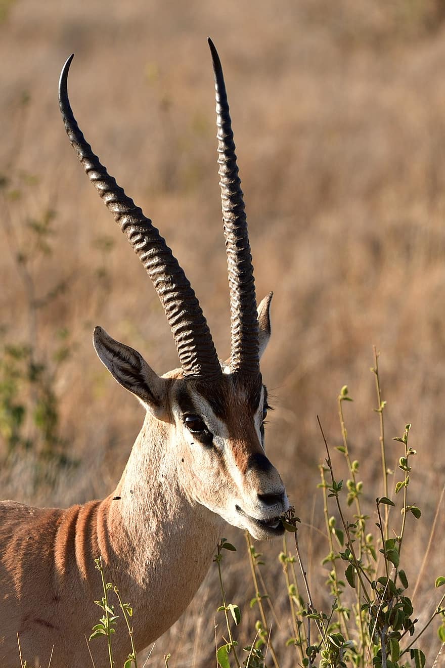 impala, gyvūnas, žinduolių, aepyceros melampus, laukinis gyvūnas, laukinės gamtos, fauna, dykumoje, pobūdį, lewa, Kenija