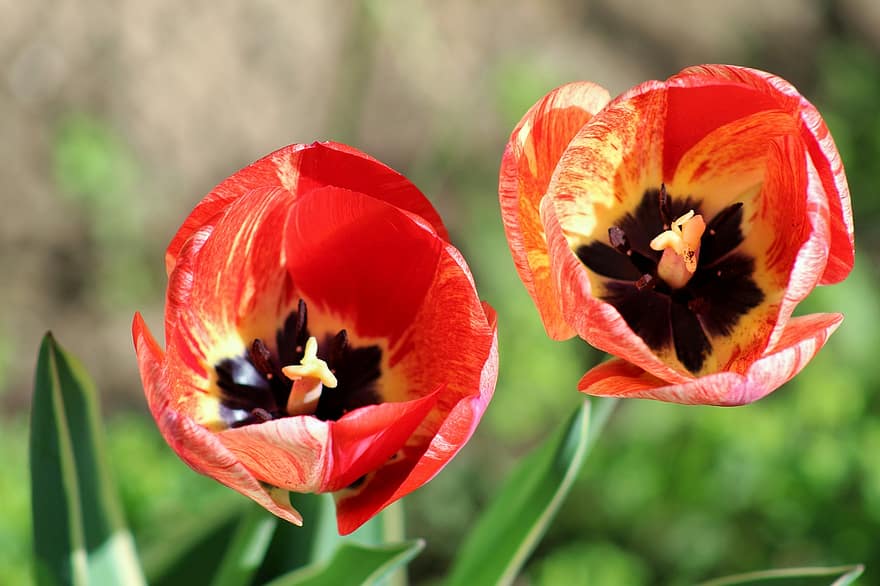 tulipány, květiny, zahrada, jaro, květ, flóra, Krásná, Příroda, rostlina, tulipán, letní