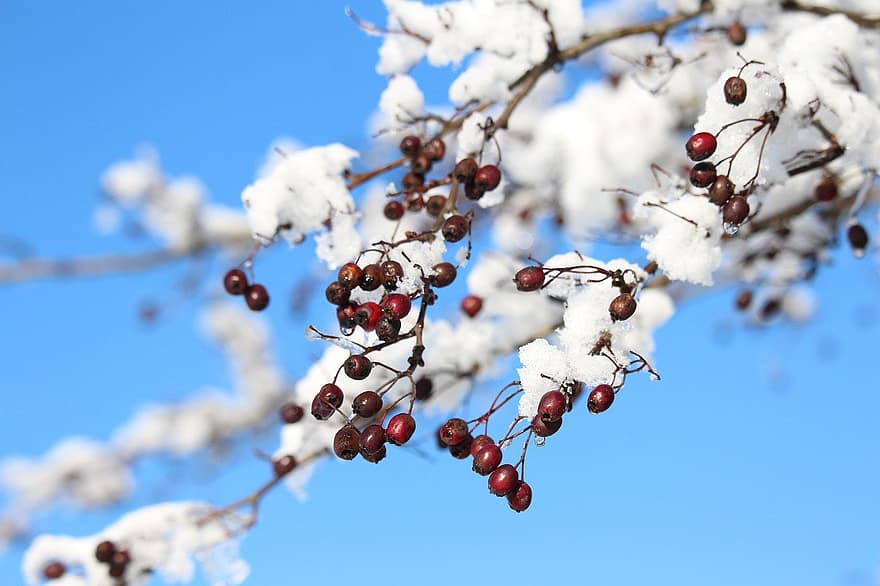 ягоди горобини, зима, сніг