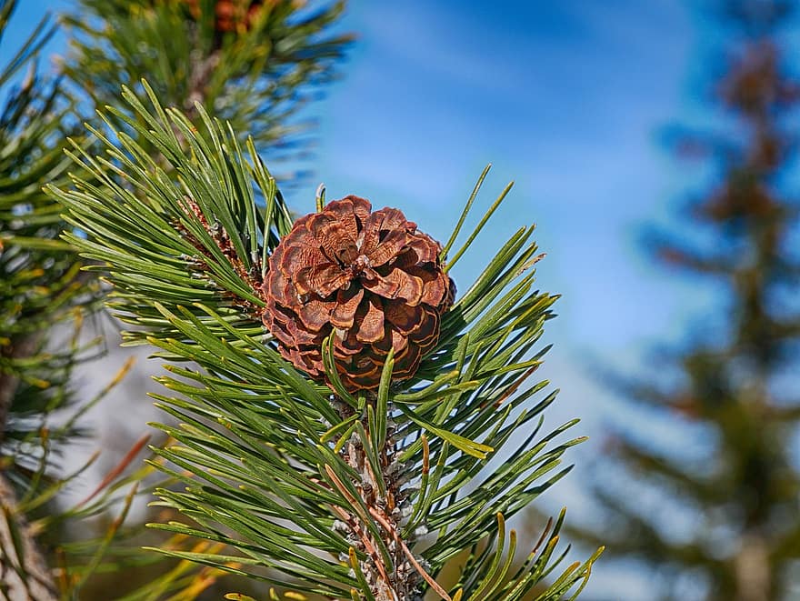 Pinecone, Pinetree, Plant, Hdr, Sky, Nature