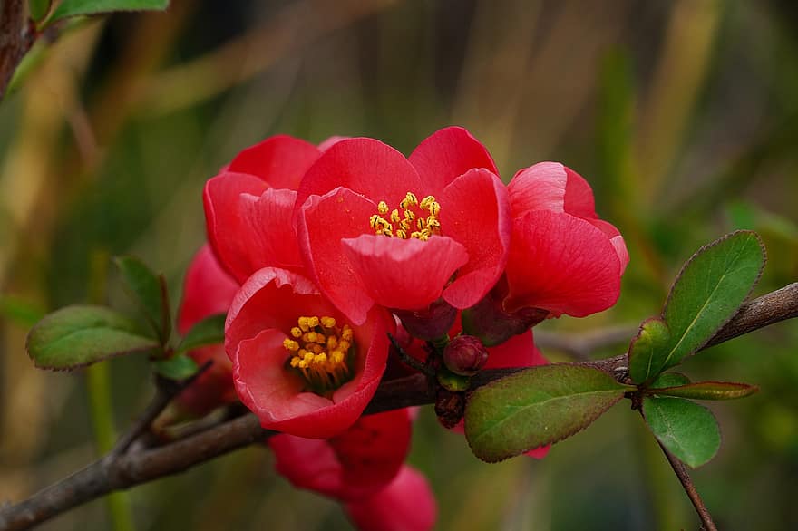 bunga, quince cina, Bunga Myeongja, bunga musim semi, makro, republik korea, merapatkan, daun, menanam, daun bunga, kepala bunga
