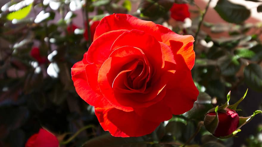 Rose, rote Rose, rote Blume, Rosenblüte, Garten, Nahansicht, Blütenblatt, Blatt, Pflanze, Blume, Blütenkopf