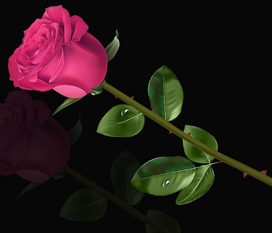 bunga, menanam, alam, daun, latar belakang hitam, rosa, mawar merah muda, romantico