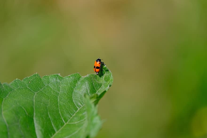 бръмбар, мравка торба с бръмбари, Мравки - листен бръмбар, clytra laeviuscula, листен бръмбар, Chrysomelidae, точки, червен