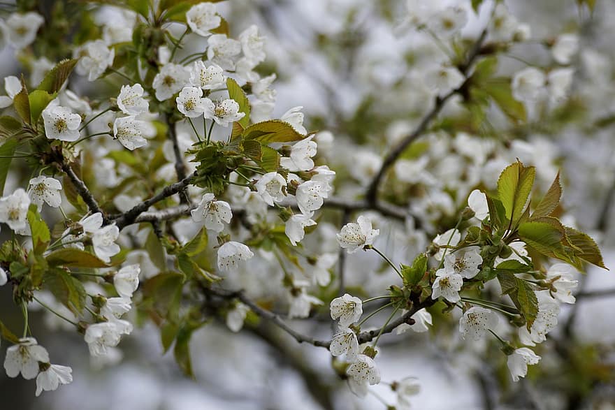 kirsikankukkia, kukat, kevät, Villi kirsikka, valkoiset kukat, kukinta, kukka, haara, puu, luonto