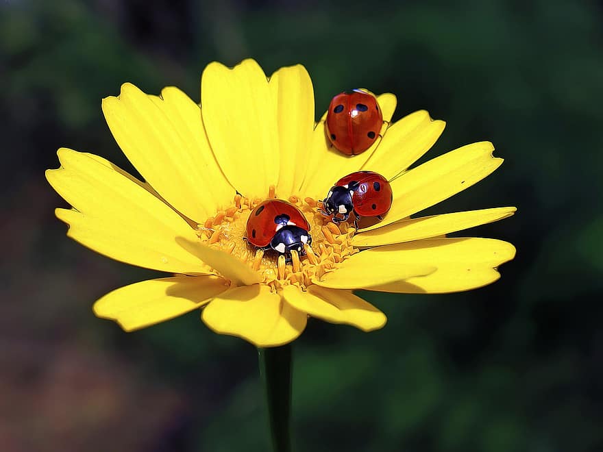 Boružė, vabalai, gėlė, ladybird, mažas, vabzdžiai, gyvūnams, augalų, pobūdį
