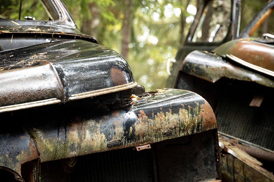 車、大破、森林、森の中、古い、さびた、陸上車両、交通手段、古風な、破損している、汚れた