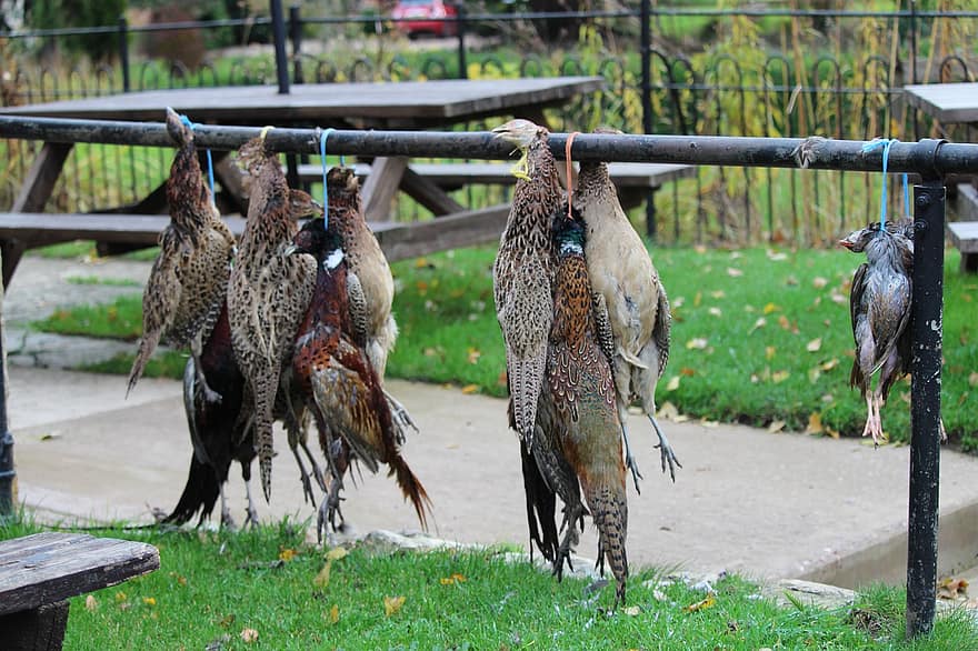 птици, на лов, Англия, традиционен, стрелба, фазан, яребица, игра