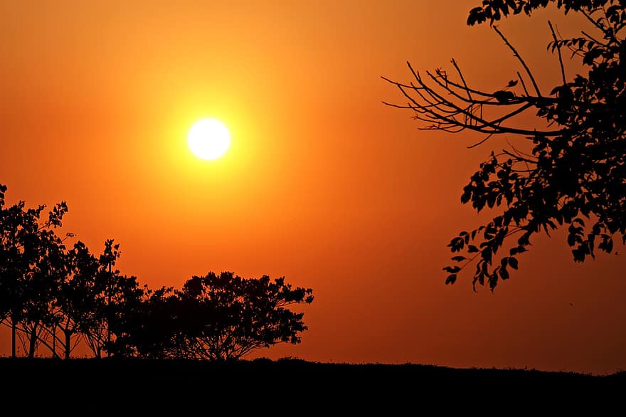 solnedgång, Sol, träd, silhuett, skymning, eftermiddag, natur