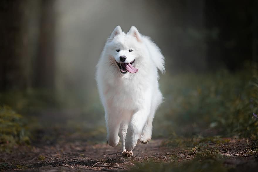 perro, samoyedo, correr, perrito, linda, perro de Pomerania, feliz, árbol genealógico, felicidad, amigo