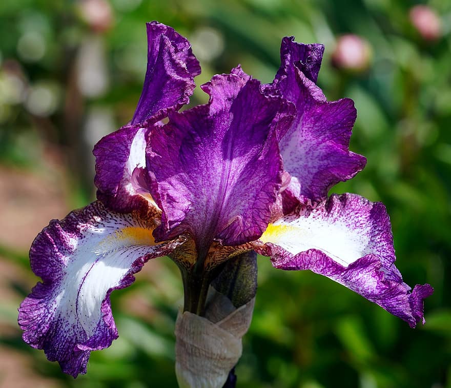 flor, floración, espada lily, iris, naturaleza, flora, de cerca, hoja, planta, pétalo, púrpura