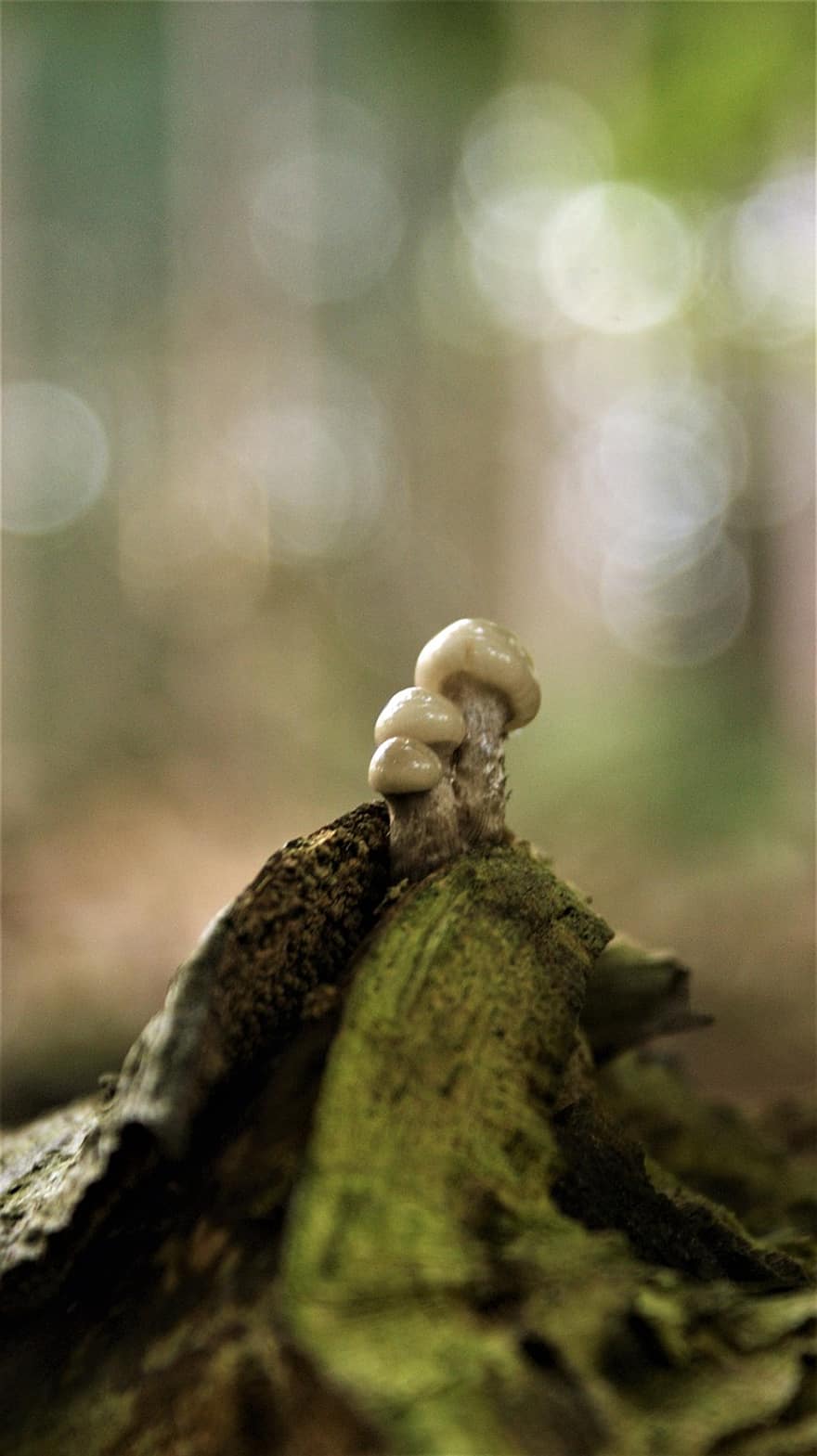 порцеляновий гриб, гриби, природи, боке, мікологія, сорти грибів, лісові гриби, oudemansiella mucida