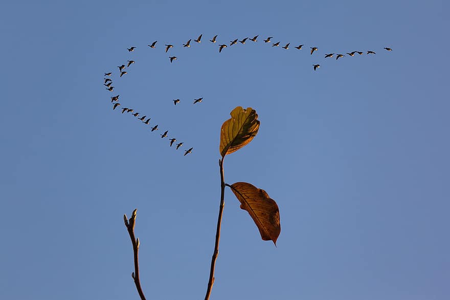 Birds, Flock, Sky, Flying, Leaves, Branch, Geese, Migration, Flight, Nature, blue