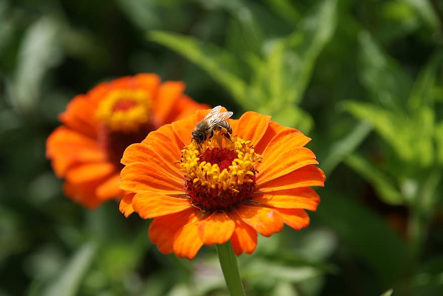 пчела, насекомое, опылять, природа, крупный план, цветок, завод, летом, на открытом воздухе, желтый, красота в природе