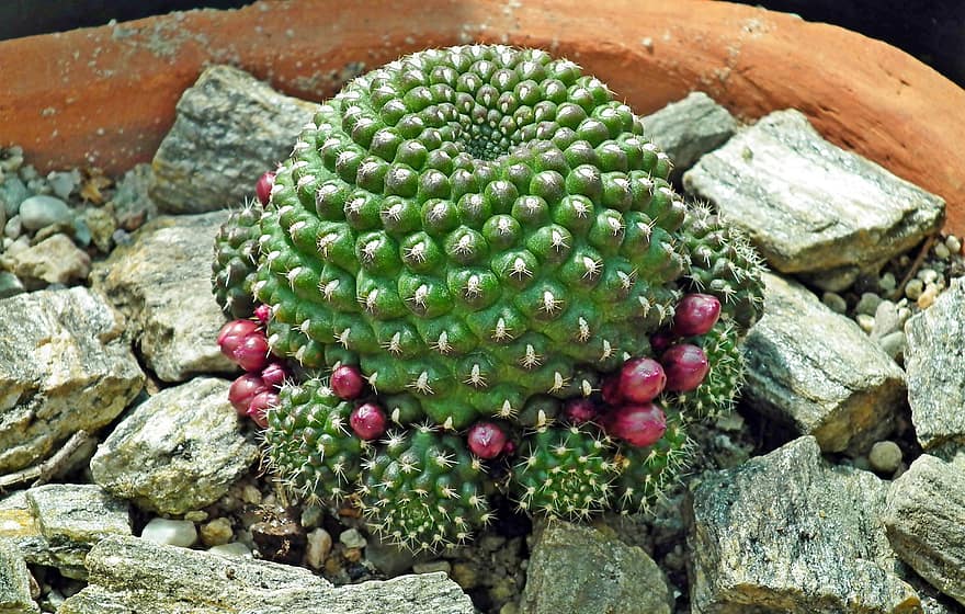 Cacti, Flowers, Pink, Spikes, Potted, Plant, Blooming, close-up, leaf, green color, botany
